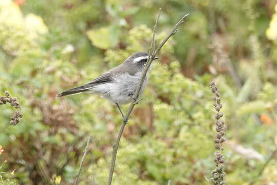 Image of White-browed Chat-Tyrant