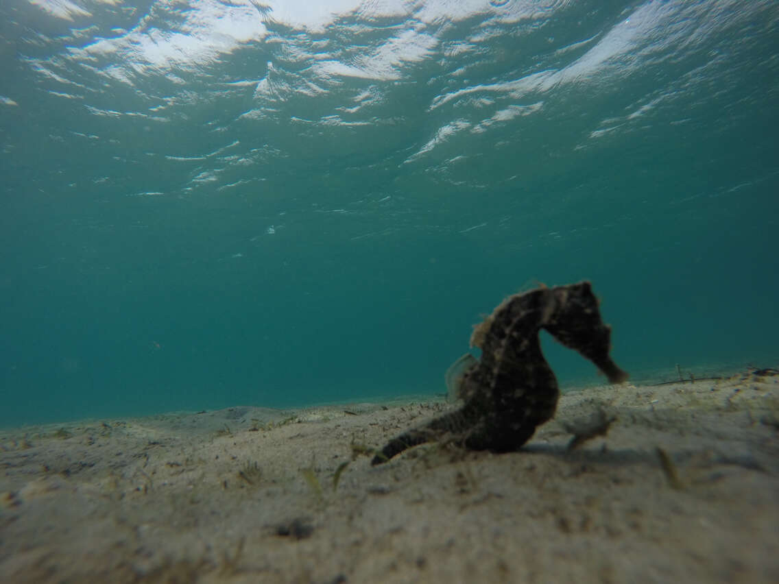 Image of Lined Seahorse