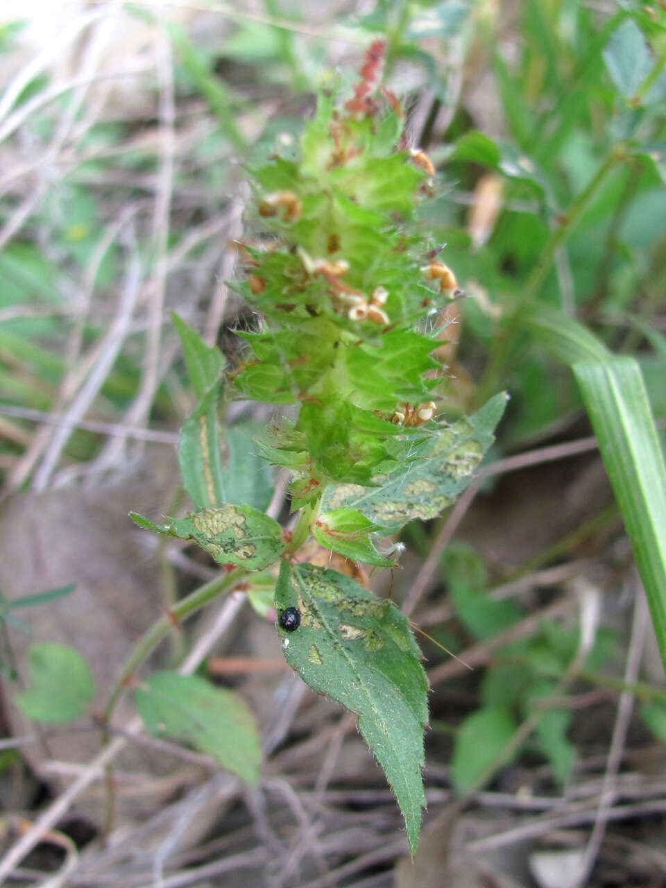 Image de Acalypha phleoides Cav.