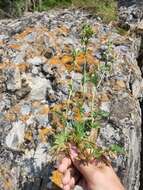 Image de Potentilla pensylvanica var. litoralis (Rydb.) Boivin