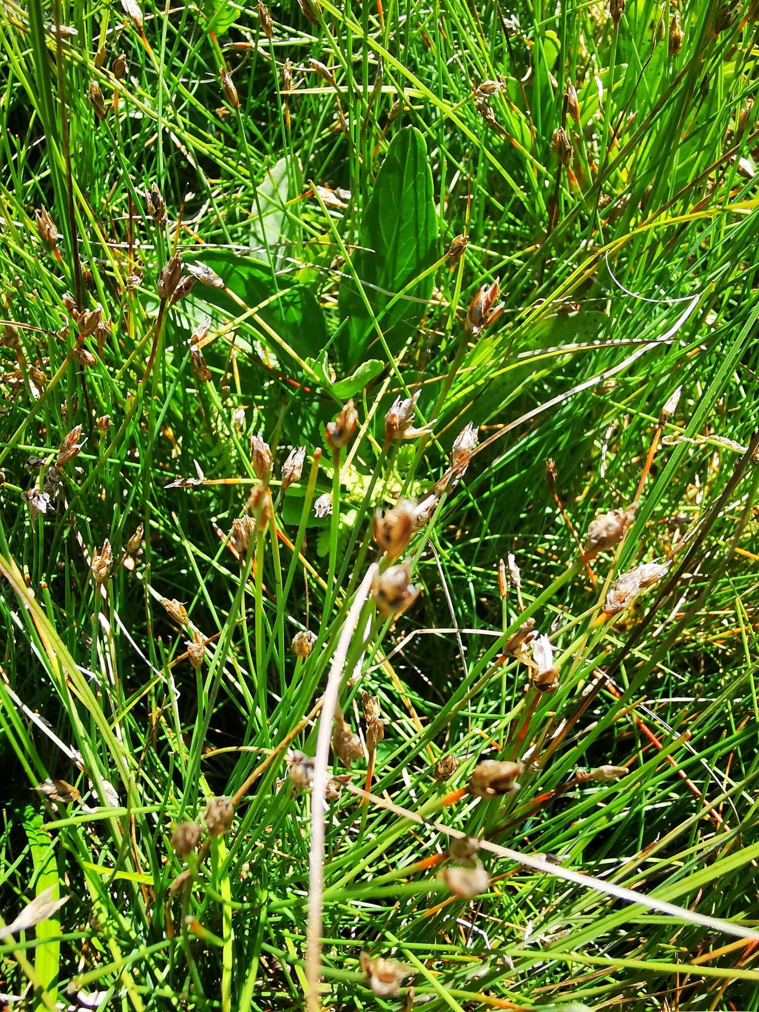 Imagem de Eleocharis quinqueflora (Hartmann) O. Schwarz