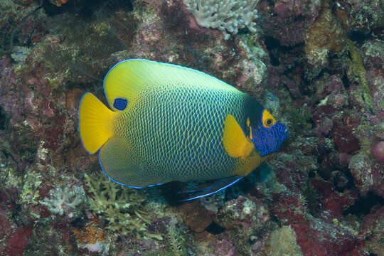 Image of Blue-face Angelfish