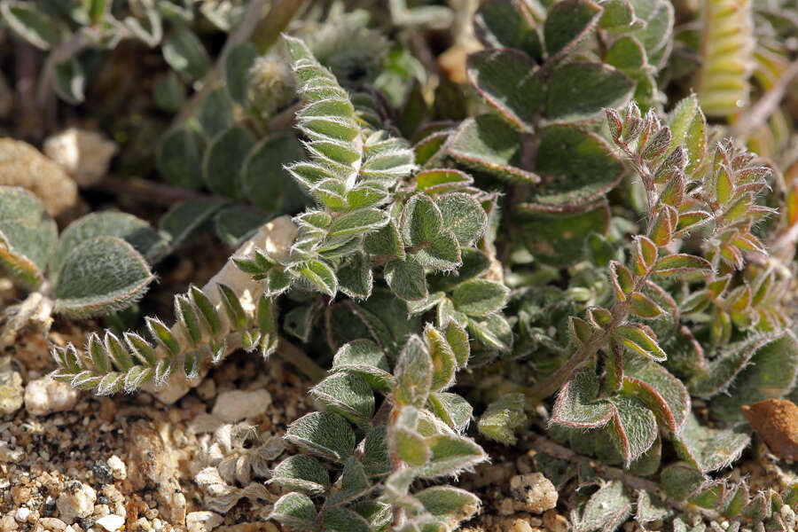 Image of widow's milkvetch