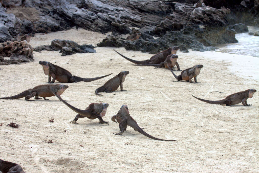 Image of Exuma Island Iguana