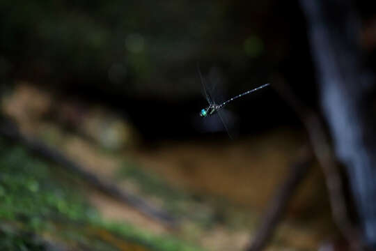 Image of Eusynthemis nigra (Tillyard 1906)