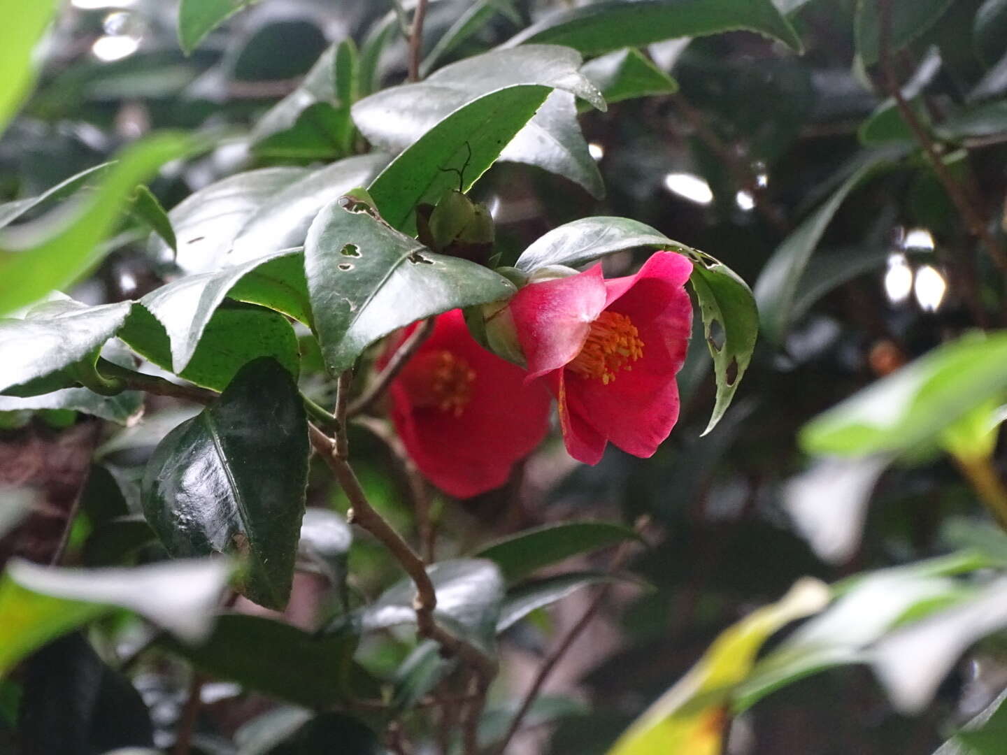 Image of Hong Kong Camellia