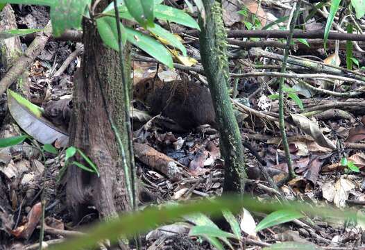 Image of island mice