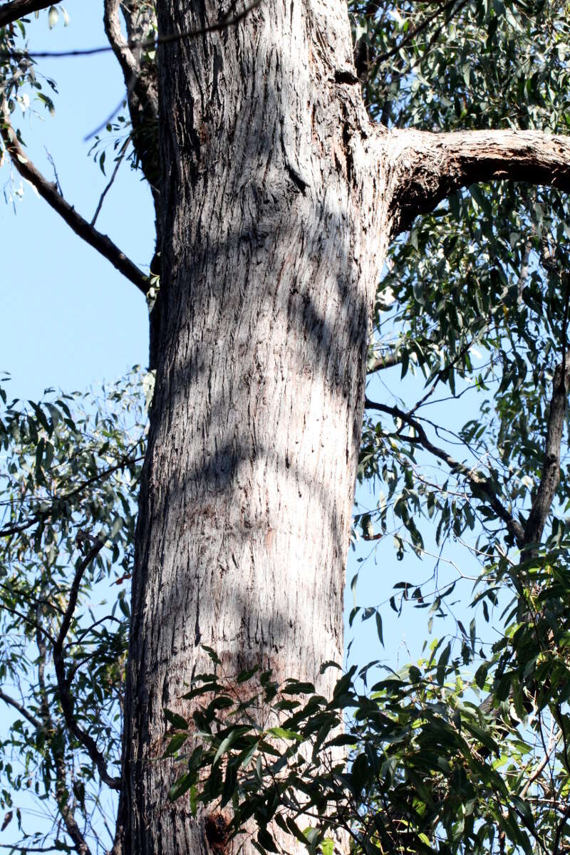 Image of Eucalyptus tindaliae Blakely