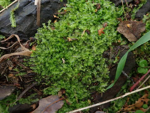 Image of Lophocolea semiteres (Lehm.) Mitt.