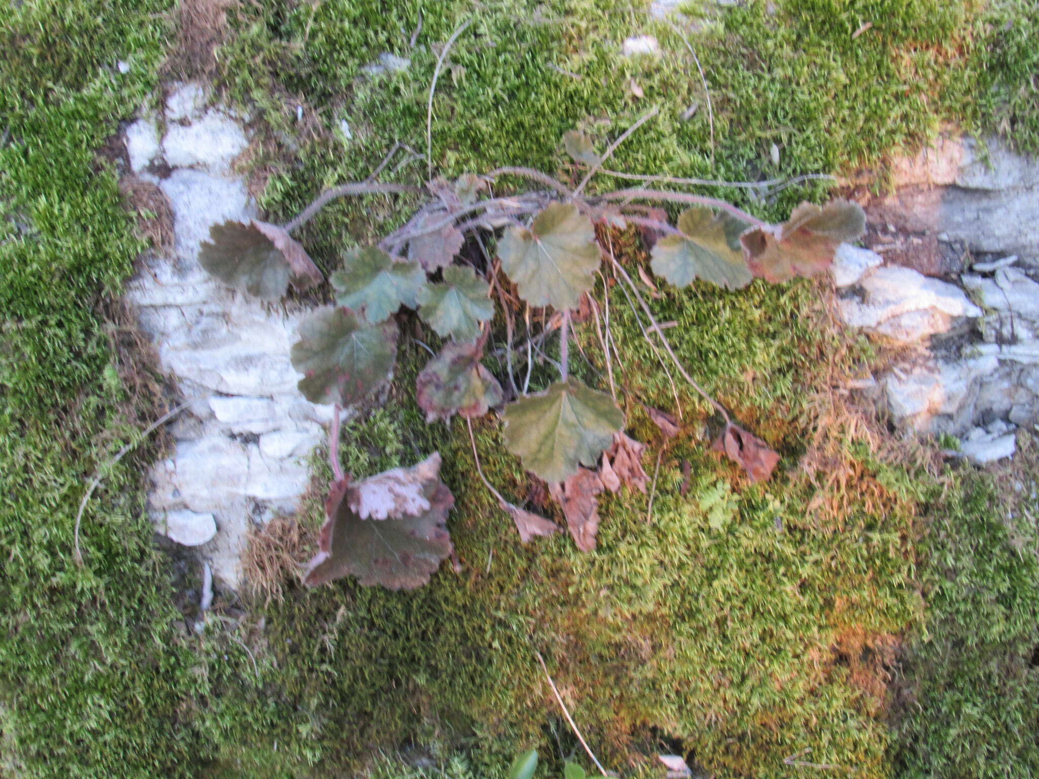 Image of littleleaf alumroot