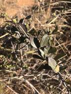 Image of Putterlickia pyracantha (L.) Szyszylowicz