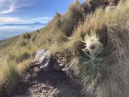 Image of Cirsium nivale (Kunth) Sch. Bip.