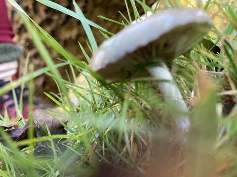 Image of Stropharia pseudocyanea (Desm.) Morgan 1908