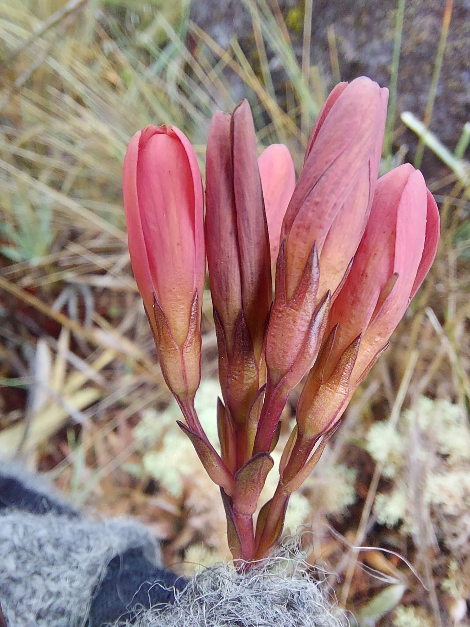 Image de Gentianella crassulifolia var. hypericoides (Gilg) T. N. Ho