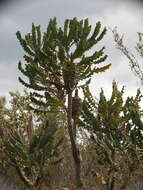 Image of Bull Banksia