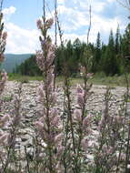 صورة Myricaria longifolia (Willd.) Ehrenb.