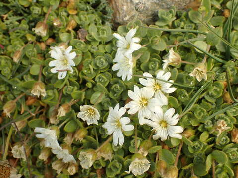 Image of One-flowered Mouse-ear