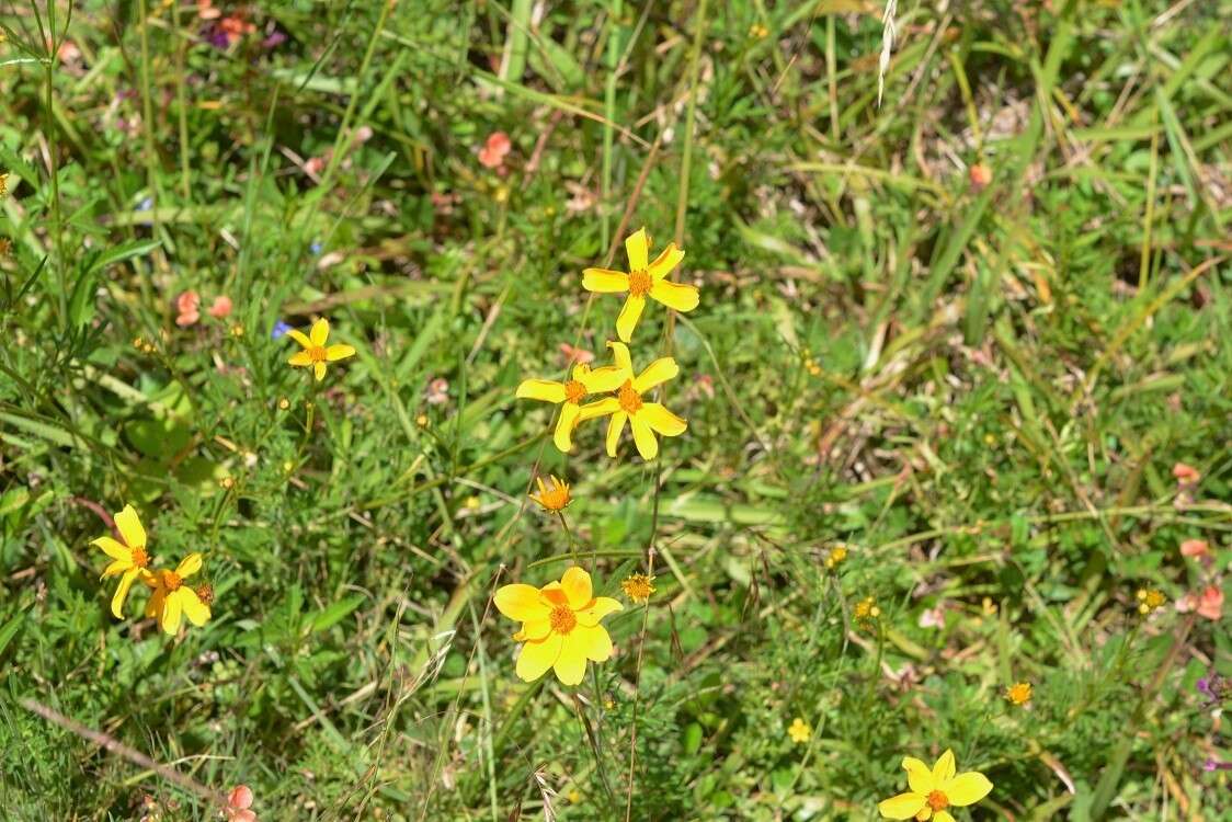 Image of Bidens triplinervia Kunth