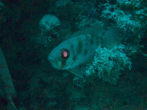 Image of Bloch&#39;s bigeye