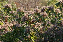 Image of Heliocarpus terebinthinaceus (DC.) Hochr.