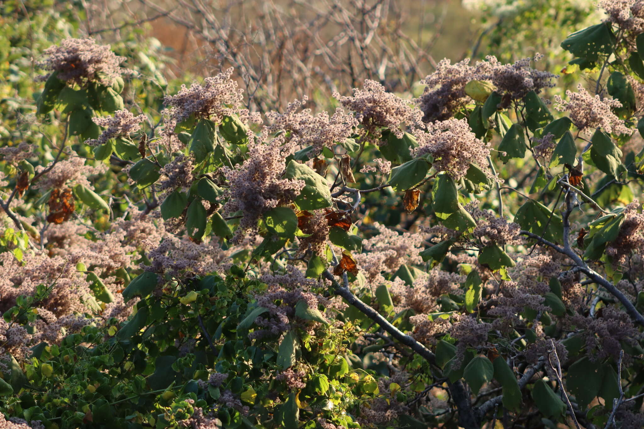 Sivun Heliocarpus terebinthinaceus (DC.) Hochr. kuva