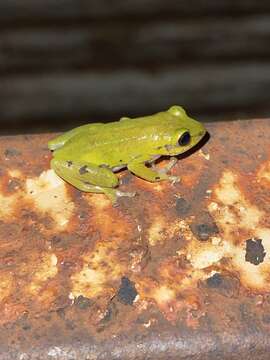 Image of Cinnamon-bellied Reed Frog