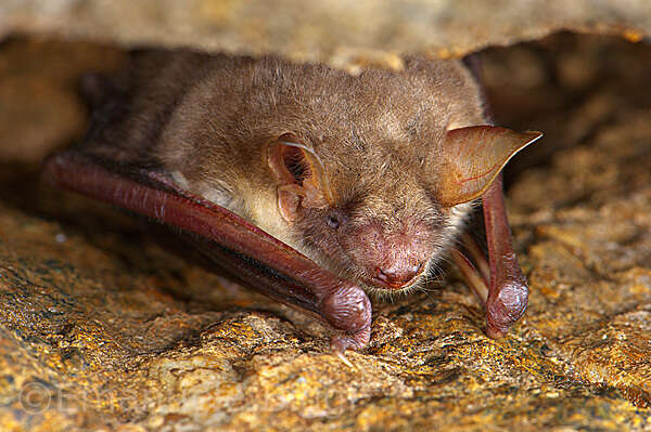 Image of Lesser Mouse-eared Bat