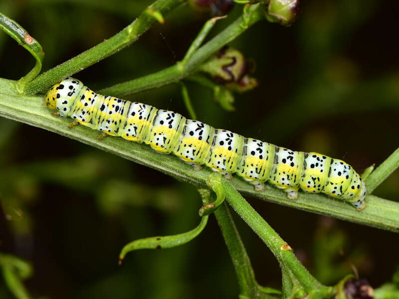 Image of Cucullia blattariae Esper 1790