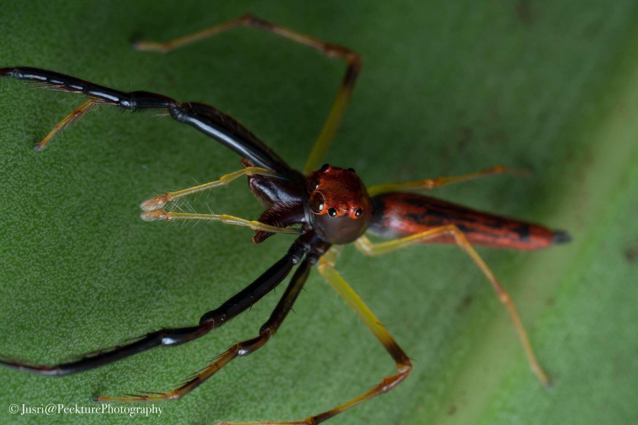 Image of Viciria pavesii Thorell 1877