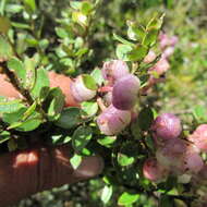 Sivun Gaultheria anastomosans (L. fil.) Kunth kuva