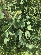 Image of Bauhinia petersiana Bolle