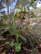 Image of Bird orchid