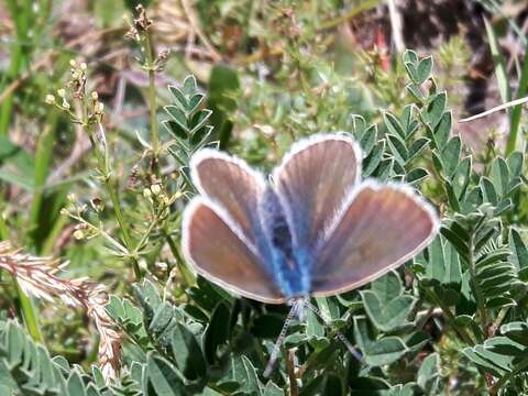 Image of Polyommatus damon