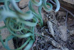 Image of Albuca concordiana Baker