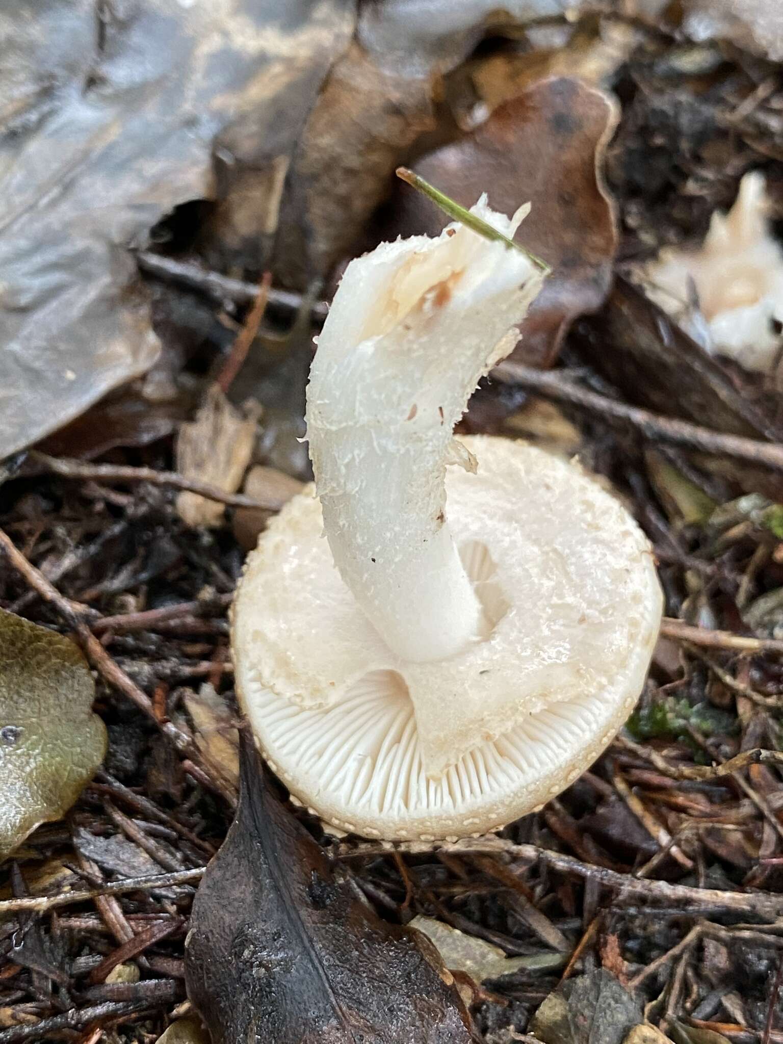 صورة Amanita australis G. Stev. 1962