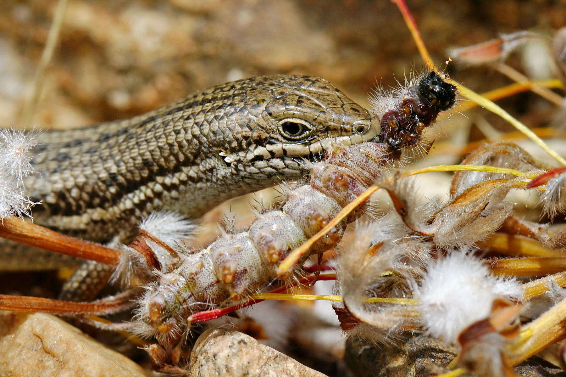 Imagem de Trachylepis capensis (Gray 1831)