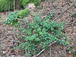 Image of Round-leaved Bedstraw