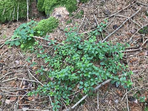 Image of Galium rotundifolium L.