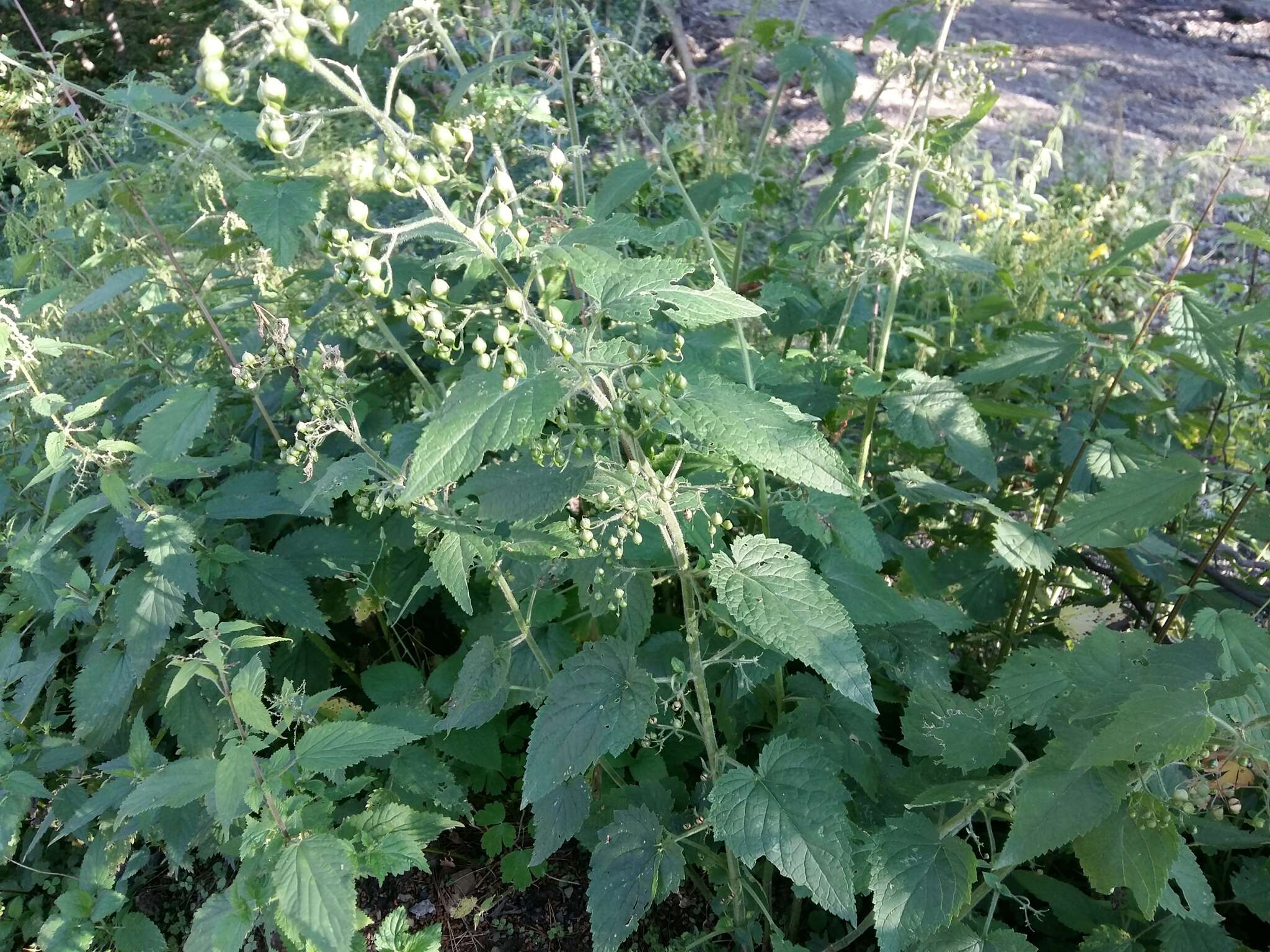 Image of Scrophularia divaricata Ledeb.