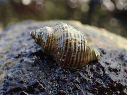 Image of Acanthinucella A. H. Cooke 1918