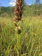 Image of Western Marsh-orchid