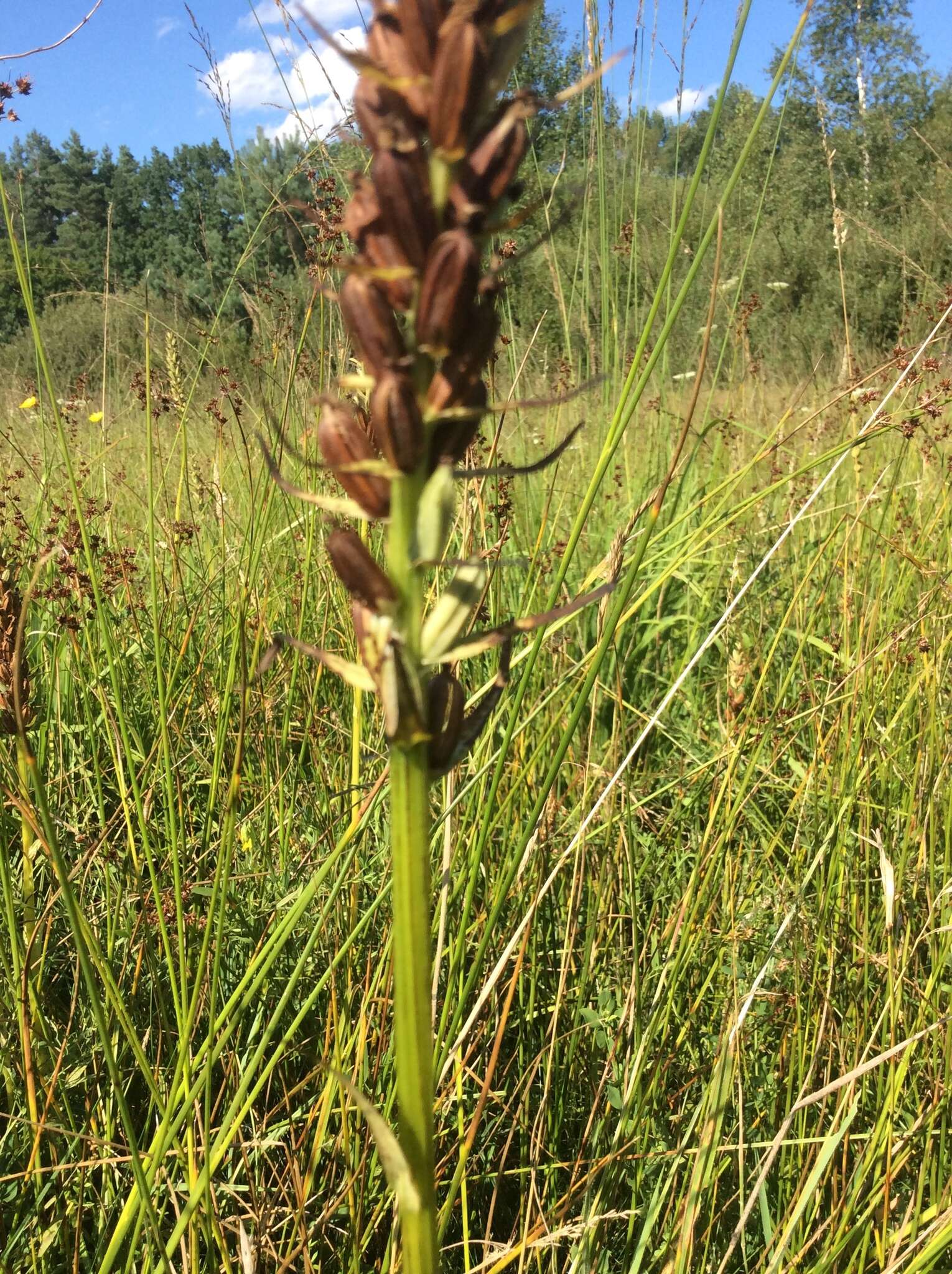 Image of Western Marsh-orchid