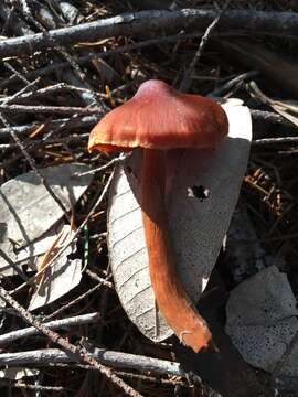 Image of Cortinarius californicus A. H. Sm. 1939