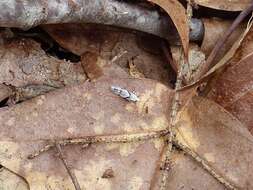 Image of Stripe-backed Moth