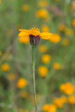 Plancia ëd Dyssodia tagetiflora Lag.