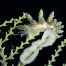 Image of Doto tuberculata Lemche 1976