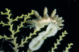 Image of Doto tuberculata Lemche 1976