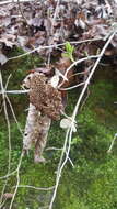 Image of wild hydrangea