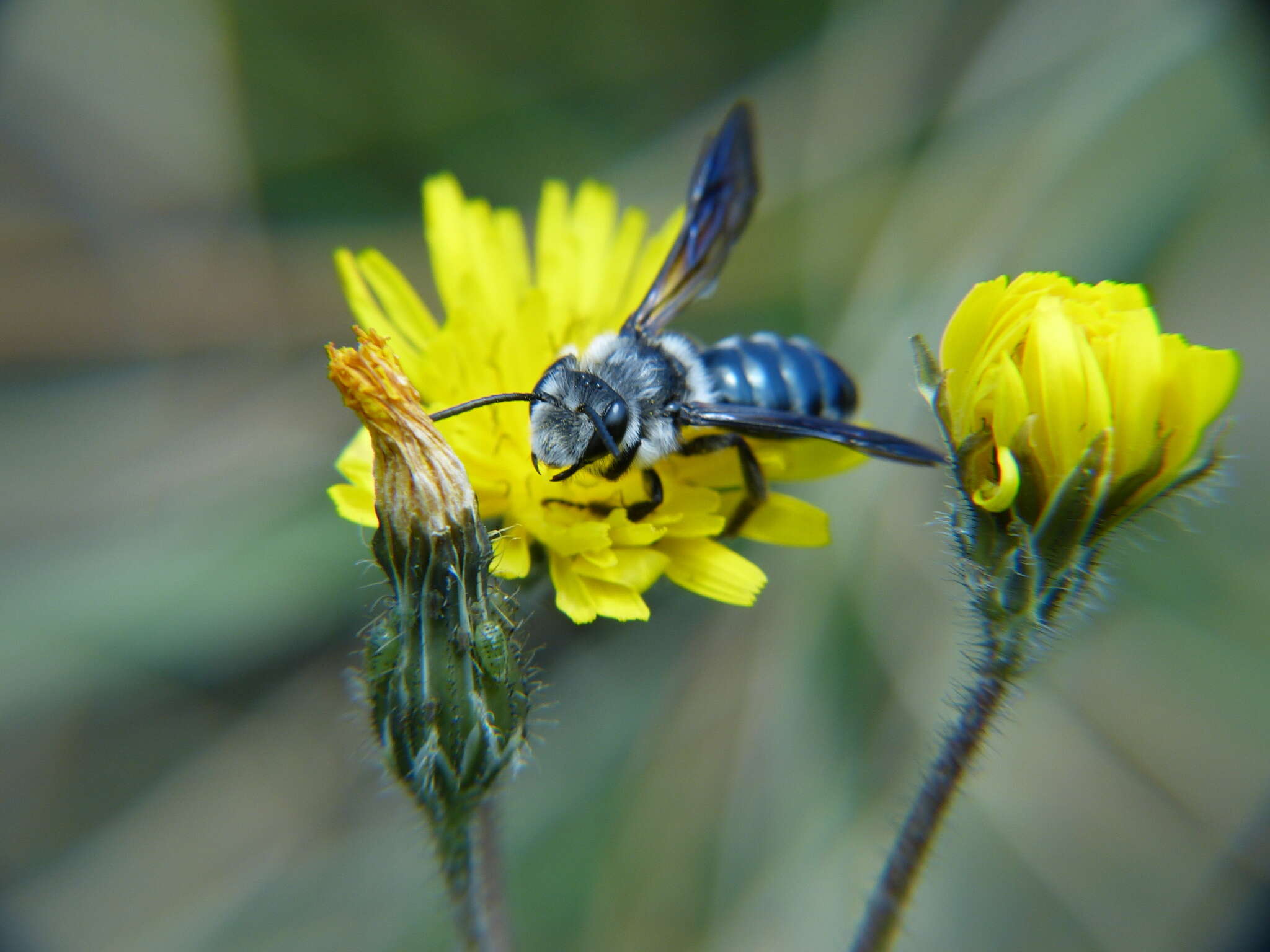 Image of Andrena agilissima (Scopoli 1770)