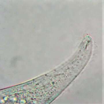 Image de Amphileptus pleurosigma (Stokes 1884) Foissner 1984